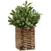 B&M Foliage In Seagrass Pot
